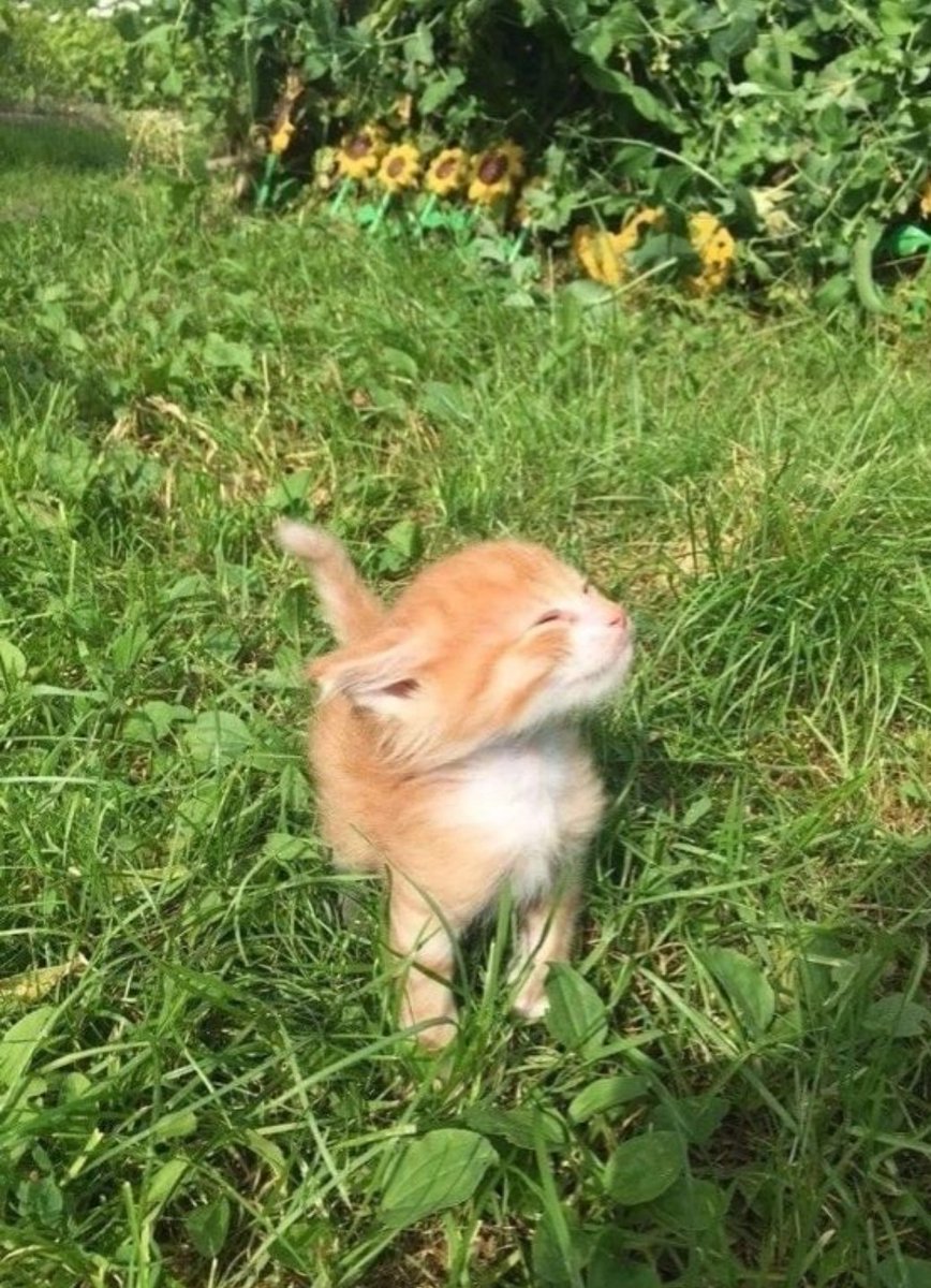 Catsillyness's tweet photo. Focusing on her happiness https://t.co/r9pTIFlpUh