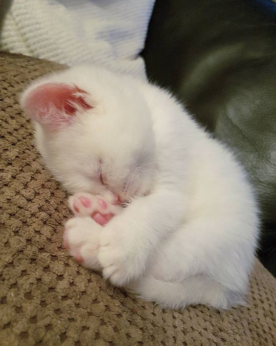 Catsillyness's tweet photo. Smol eepy car https://t.co/ojoYh5ObTX