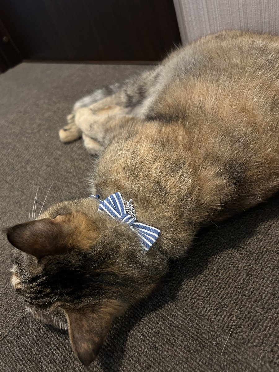 久しぶりの　🎀🎁プレゼント企画🎁🎀
summerストライプおリボン首輪を一名様にプレゼントします！
ひじこぶ&amp;ミチコマとオソロだよ🤤
☑️どちらの色が良いかリプに記載する
☑️このツイートをRT
で応募完了です
フォローはしなくても🆗
応募期間は20日の21時まで🕘
各色一名では無いのでご注意を〜