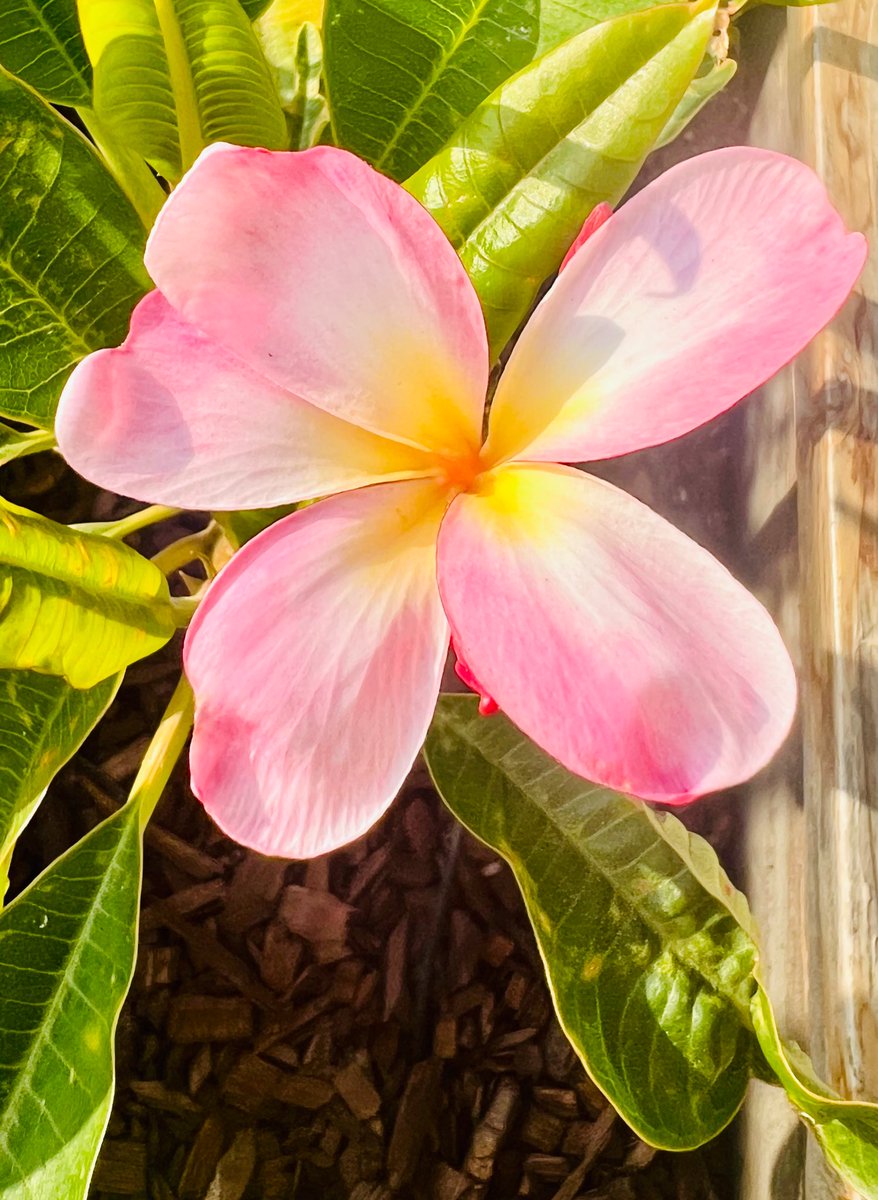 Finally the plumeria plants are blooming. My first flower 😊