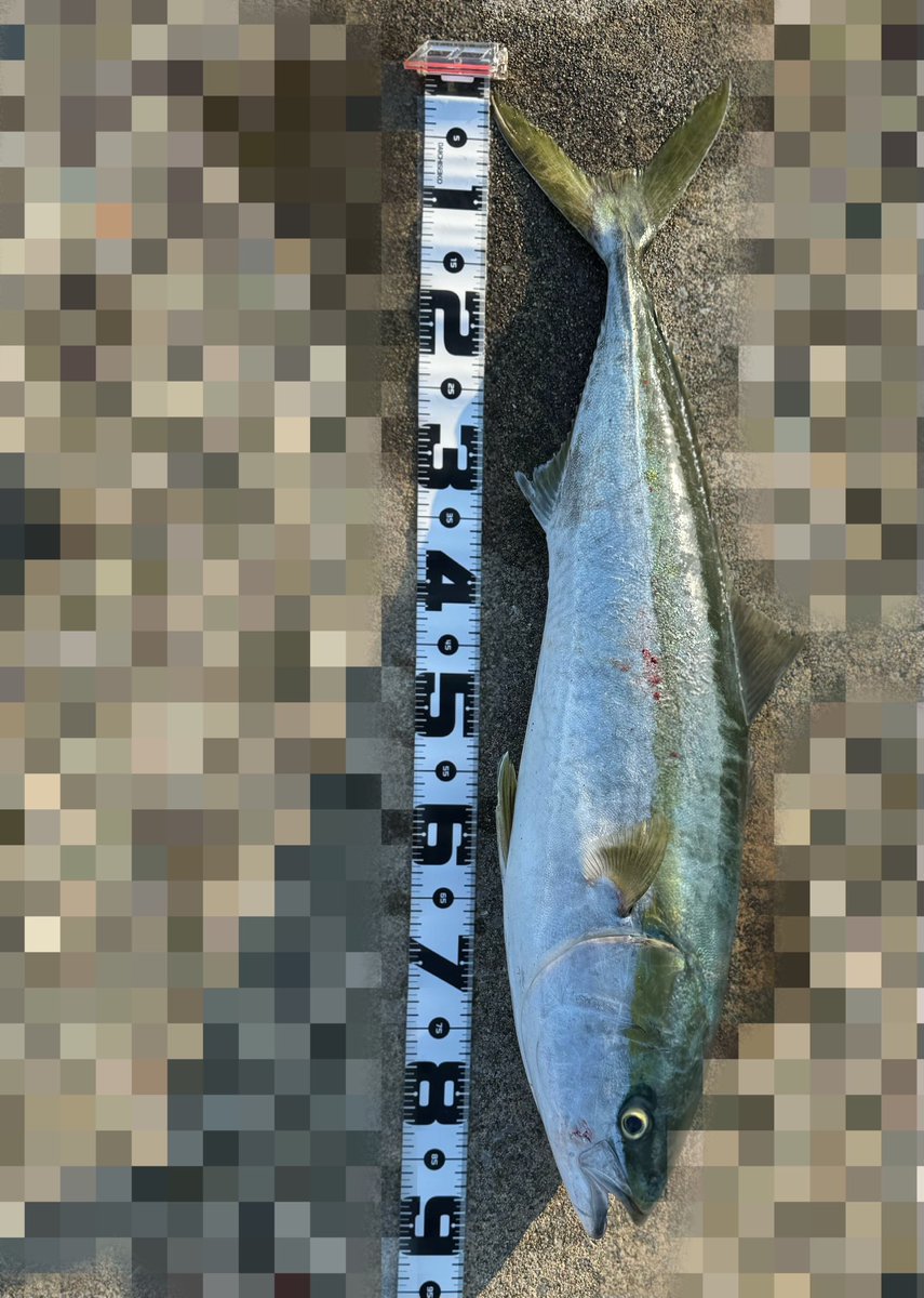 you_you_fishing's tweet photo. 初物でブリサイズは嬉しすぎる
89cm 6.5kg https://t.co/OpvabmFe7i