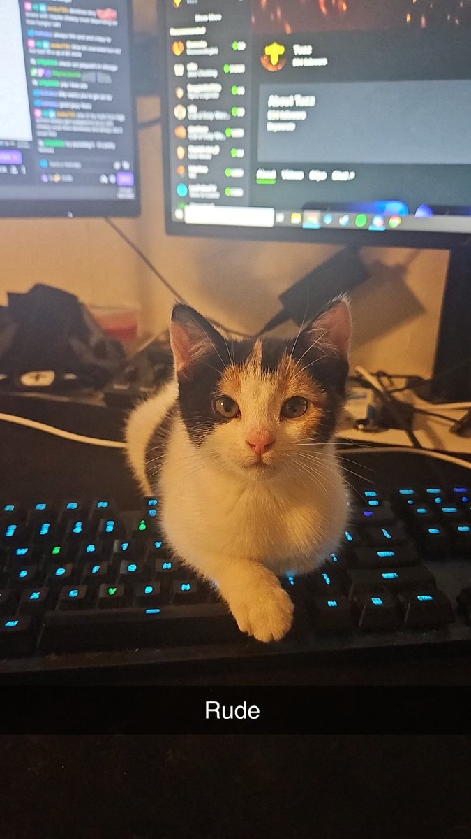 OhKalez's tweet image. Cat dad now.