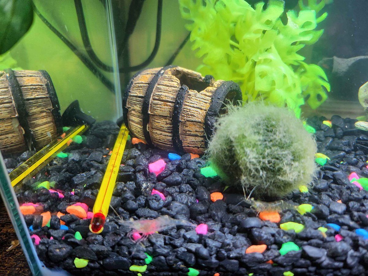 PhoenixCinders's tweet image. My babies~ I was gonna do this forever ago but couldn't remember the tag D:
The orange kitty is Salad and has zero brain cells, the betta fish is his brother Soup and Soup has about four roommates (ghost shrimps) collectively named Crouton.
#Hakkitopetcafe