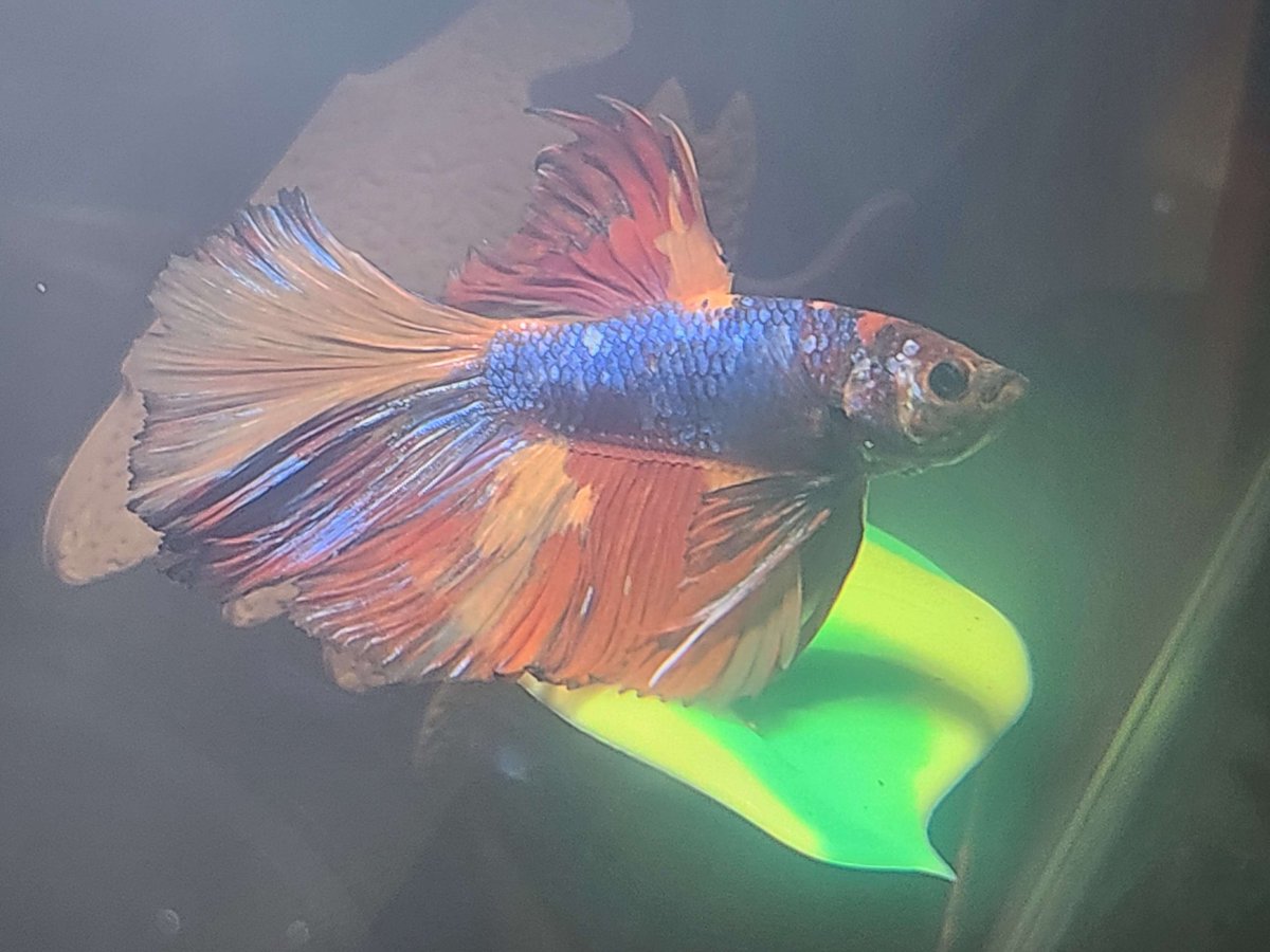 PhoenixCinders's tweet image. My babies~ I was gonna do this forever ago but couldn't remember the tag D:
The orange kitty is Salad and has zero brain cells, the betta fish is his brother Soup and Soup has about four roommates (ghost shrimps) collectively named Crouton.
#Hakkitopetcafe