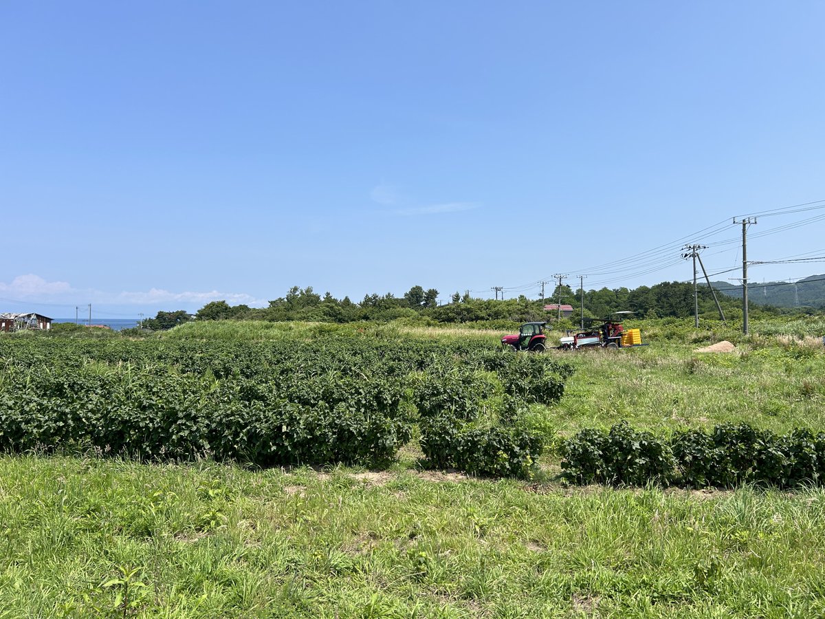 Good Cassis 弘前倉庫（株）農業事業部【公式】 tweet media