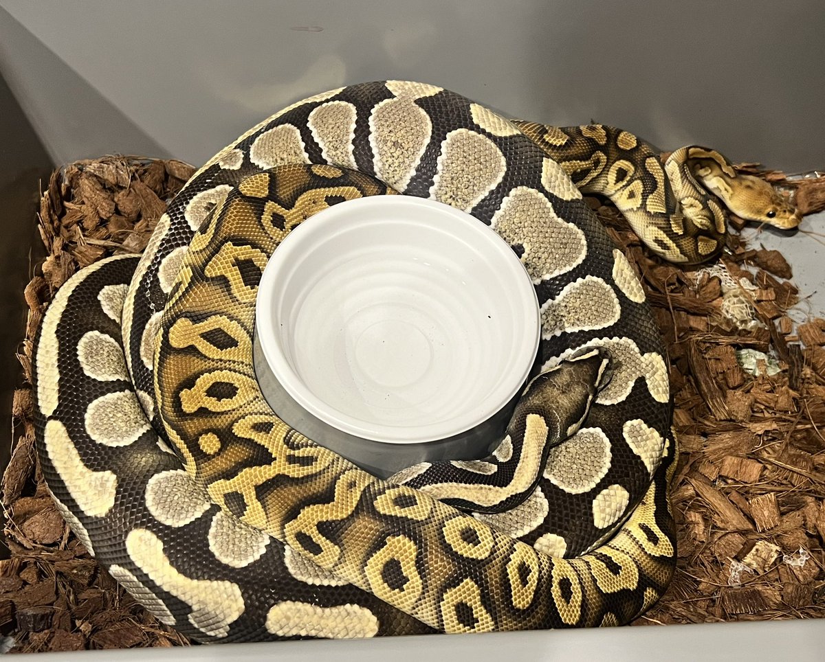 CMAIN_MORPHS's tweet photo. The chemistry is not so good🙁

#ballpython #ballpythons #ballpythonclown #ballpythonbreed #balloythonbreeder #ballpythonbreeding #ballpythonmorph #ballpythonmorphs #clownproject #ボールパイソン　#繁殖個体販売 https://t.co/QcWVHYaSIp