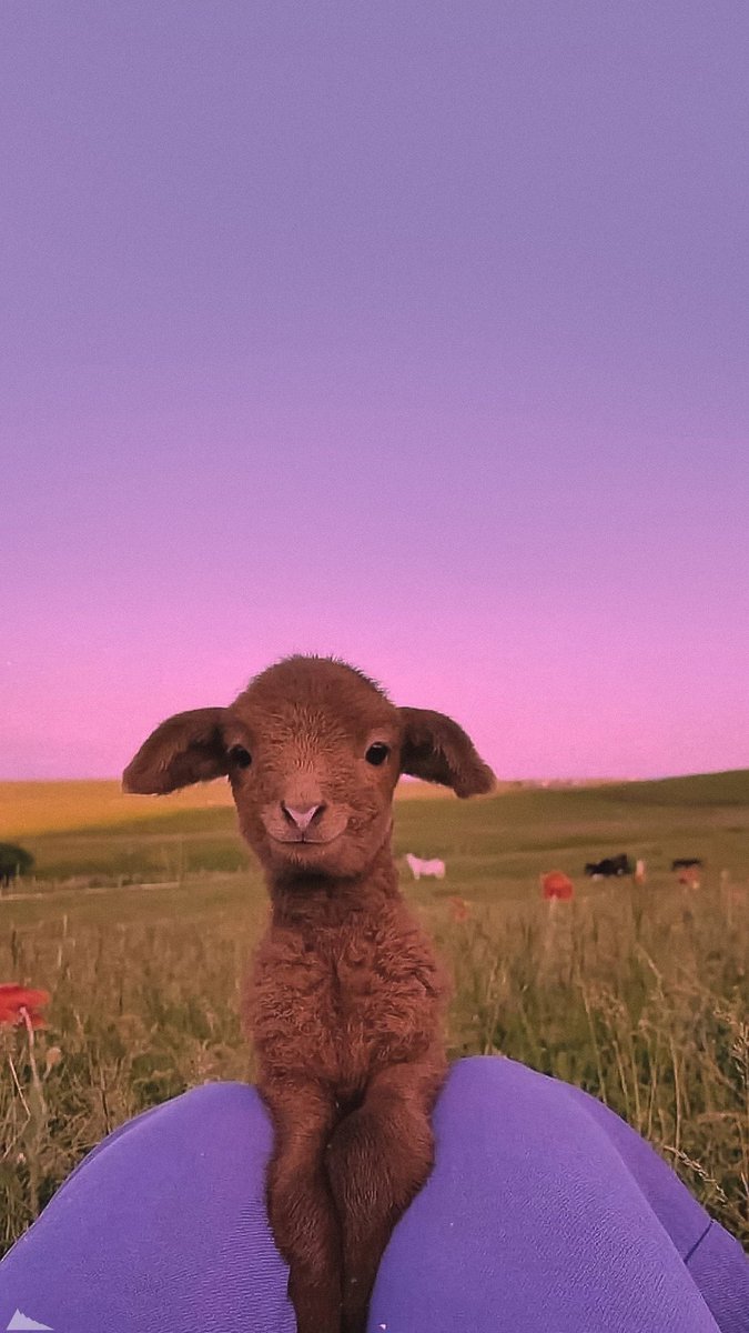 twaniimals's tweet photo. 💜 https://t.co/zke015xnxa