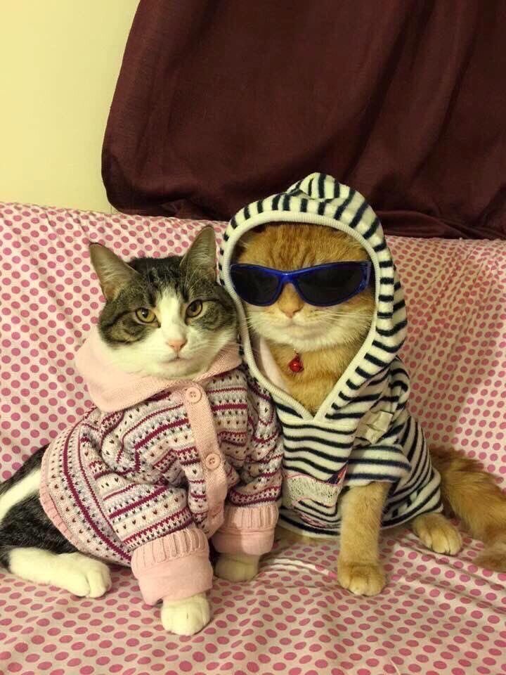 Punch Cat tweet media