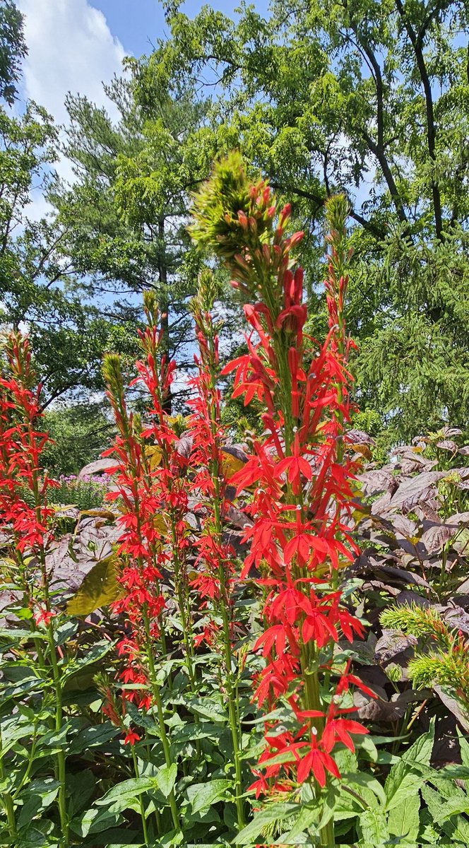 GardenOpus's tweet photo. ❤️AS BEAUTIFUL AS YOU ARE. Beloved Chicagoland native Lobelia cardinalis (Cardinal Flower) in a Bridge Garden I designed at an executive client site. Custom bridge built by an Oregon Carpenter then shipped here. Lobeliaceae https://t.co/6e2NdnqEsp