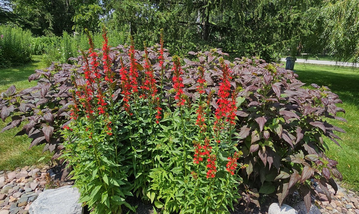 GardenOpus's tweet photo. ❤️AS BEAUTIFUL AS YOU ARE. Beloved Chicagoland native Lobelia cardinalis (Cardinal Flower) in a Bridge Garden I designed at an executive client site. Custom bridge built by an Oregon Carpenter then shipped here. Lobeliaceae https://t.co/6e2NdnqEsp