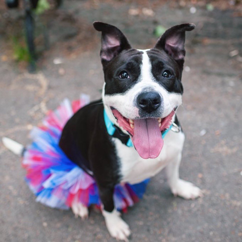 Dubs4Mutts's tweet photo. #AdoptMe #FosterMe
🐶 Cookies & Cream 🍪
#NYCACC #NewYork
✨https://t.co/YGa1LpkyUu✨
3yo 52lbs sweet, friendly, fun & doggie-friendly! Fabulous notes from volunteers💕 Ready to go to a forever🏡♥️ Can you foster? DM @CathyPolicky #FostersSaveLives #dogsofx #dogsoftwitter #Rescue https://t.co/xy2A7evOzF