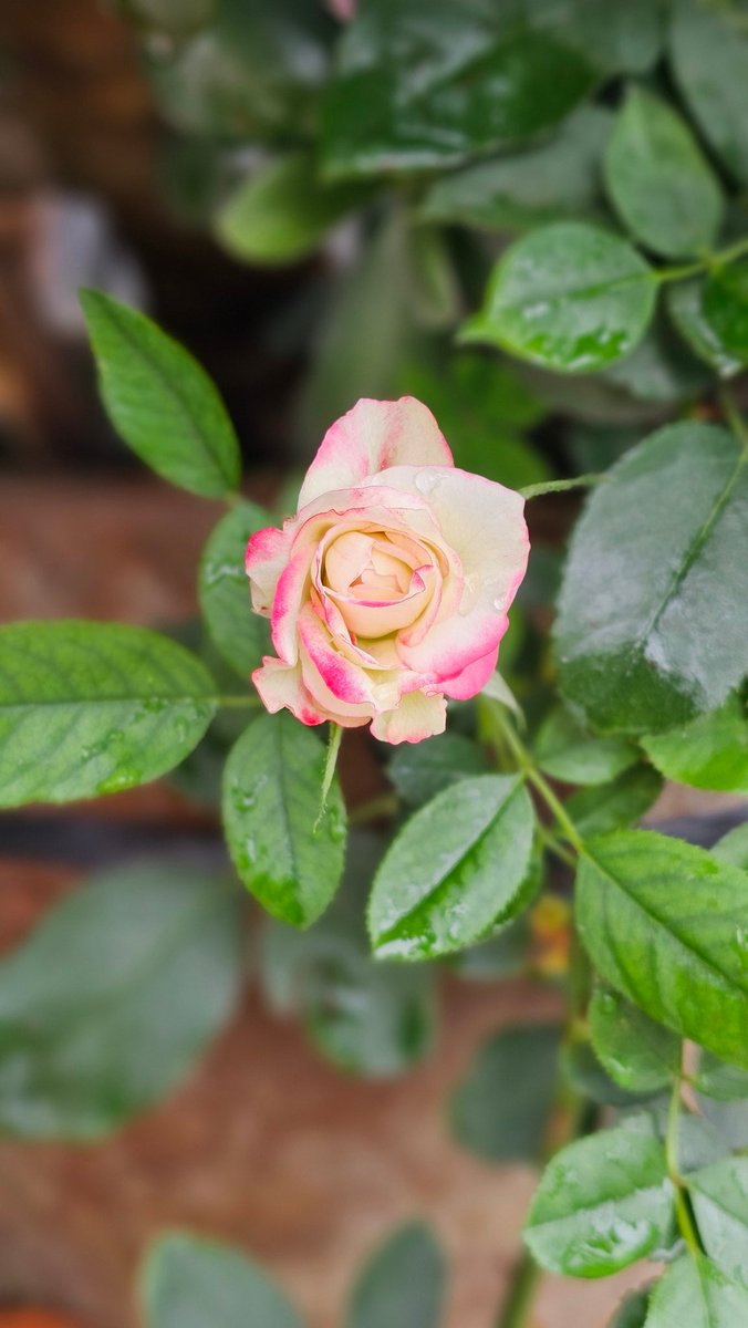 एउटा खुसी सम्झेर बारम्बार हाँस्न सकिन्न भने
एउटा दुःख लाई सम्झेर बारम्बार किन रूने l 
शुभ बिहानी