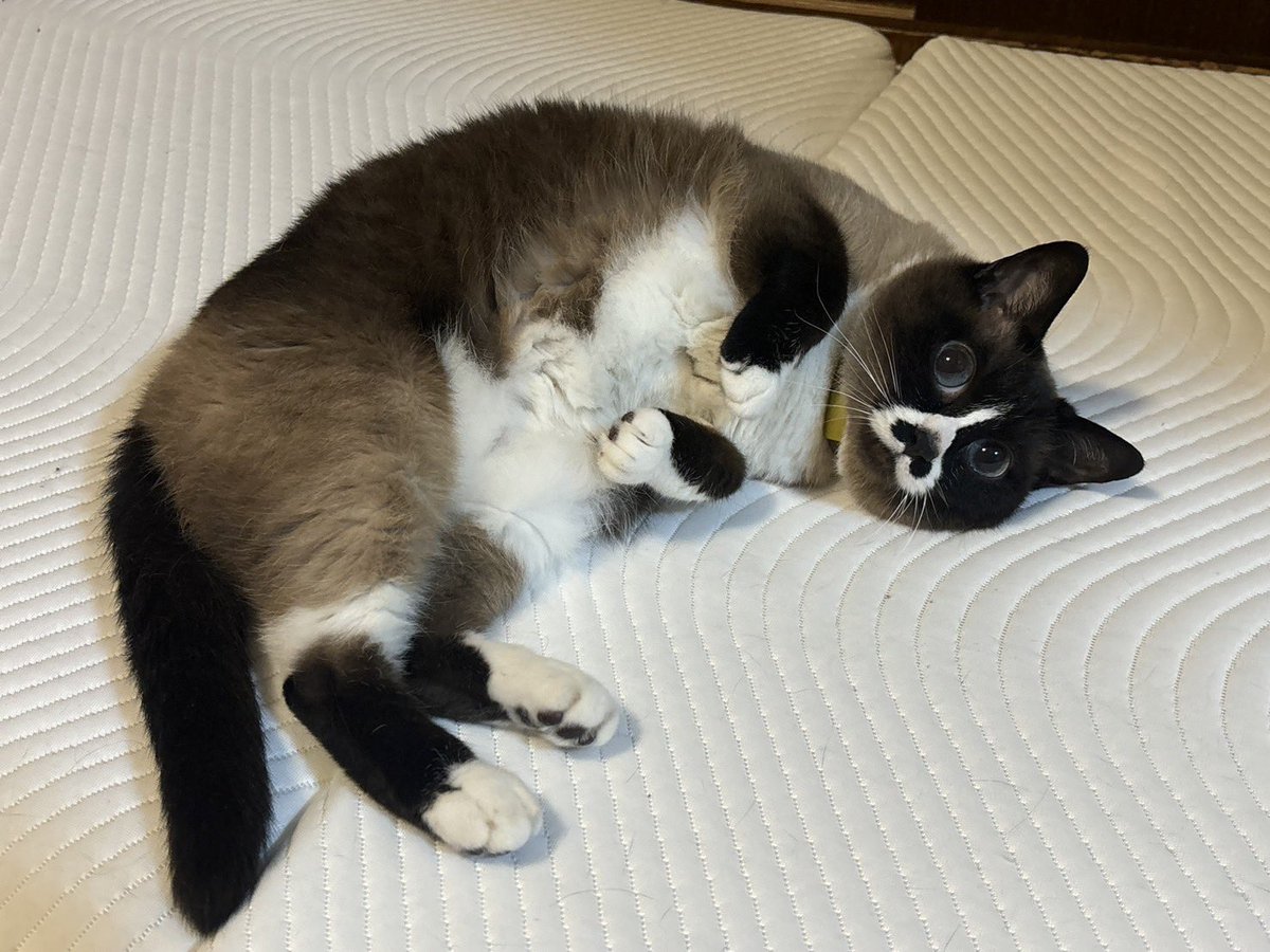 ヘソ天おんな🐱