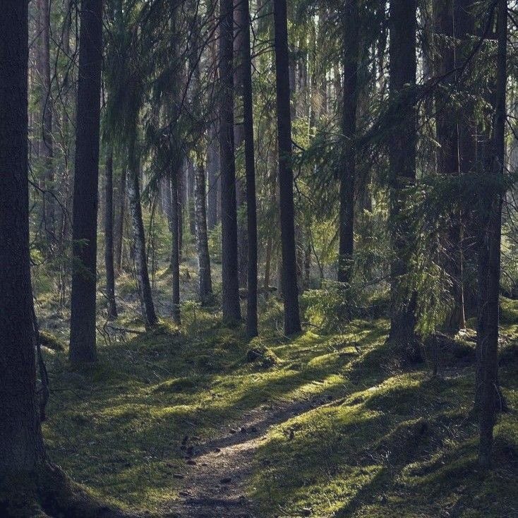 ~ rick grimes through my eyes | a thread ~