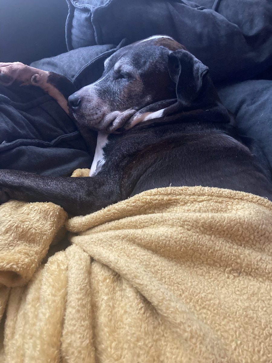 SergeantNolaris's tweet photo. This is Ruby (black&amp;white - 13 years old) and Ares (brindle - 6 years old.). They are my children. #Hakkitopetcafe https://t.co/0c3iq0lu7j