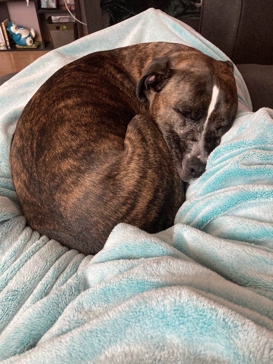 SergeantNolaris's tweet photo. This is Ruby (black&amp;white - 13 years old) and Ares (brindle - 6 years old.). They are my children. #Hakkitopetcafe https://t.co/0c3iq0lu7j