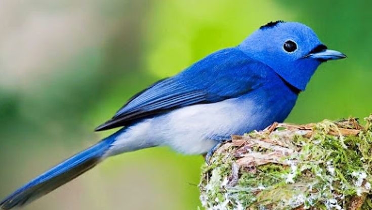 CiscoRsa's tweet photo. Tu belleza y tu viveza te llevaron a lo más alto https://t.co/GhACSj2NbS