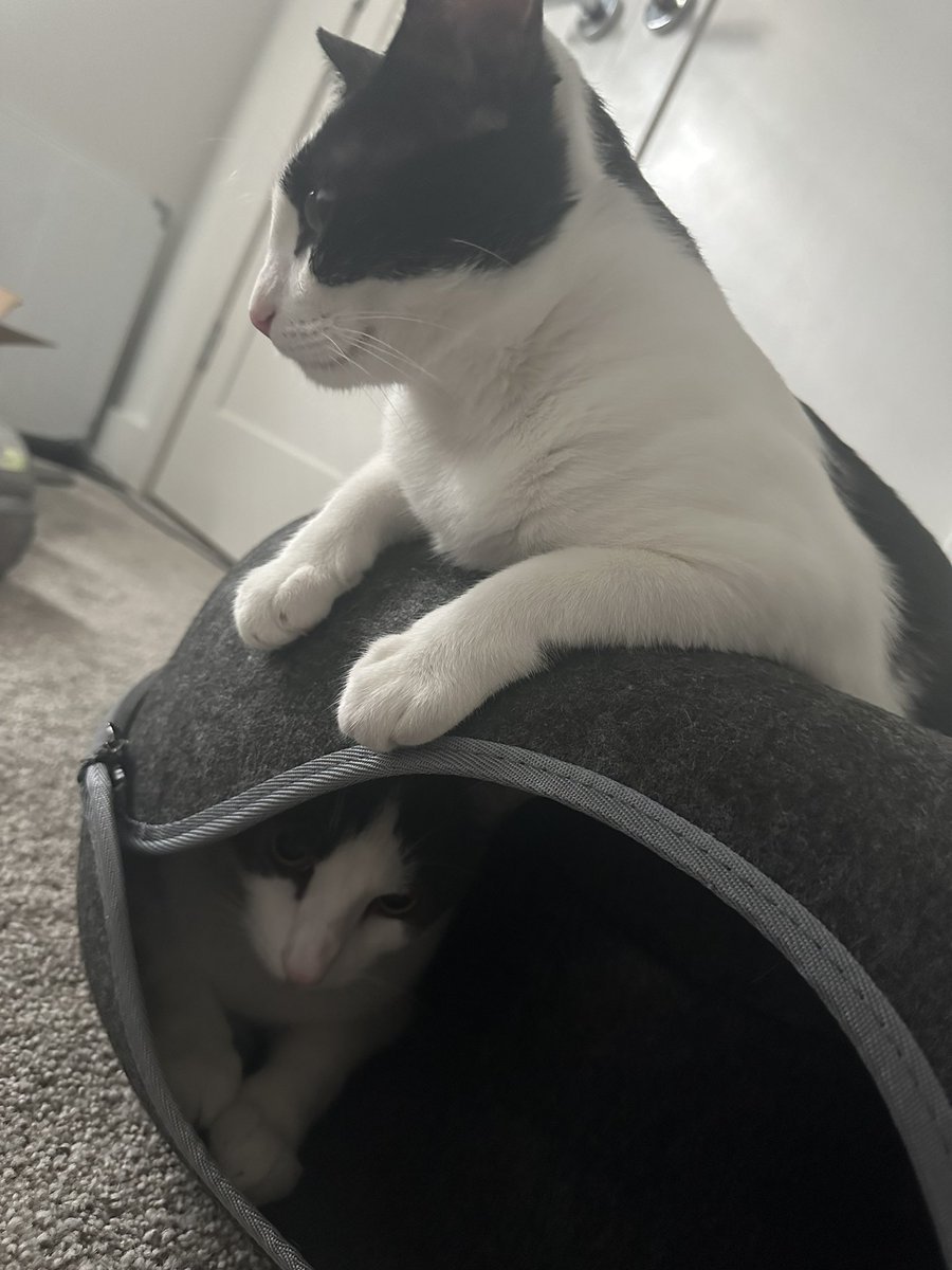 Chanpu_twitch's tweet photo. https://t.co/40tT82FvoQ