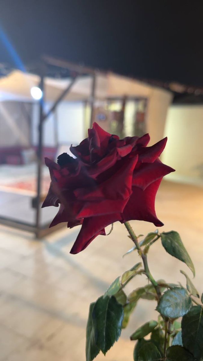 #رسالة_لقلبك

أسِتثمر فِي نفسك حتى تصبح أنت العوض الجمِيل ..🌸🍃