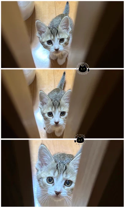 子猫ちゃんよく眉間にシワ寄せて困り顔しててすごくかわいい 本猫的にはこれが獲物を狙う真剣な顔のつもりらしい