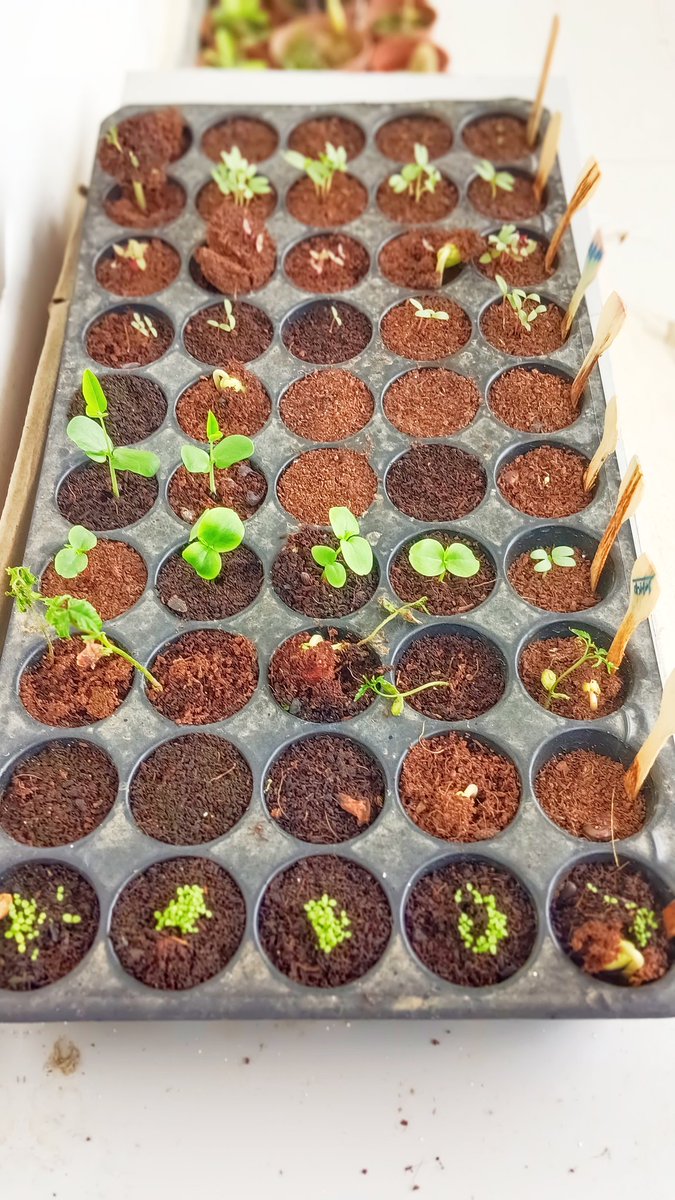 Divinegarden98's tweet photo. UPCOMMING 📌Sowing Flower Seeds During the Monsoon: A Step-by-Step Guide" on Divinegarden98 Youtoube Channel✨🌿
Must Watch ✅ #Divinegarden98 https://t.co/XQeMJIkQ2Z