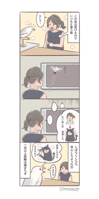 かいぬしの服はかいぬしの一部と思ってるらしき文鳥達
#文鳥 
#4コマ漫画 
