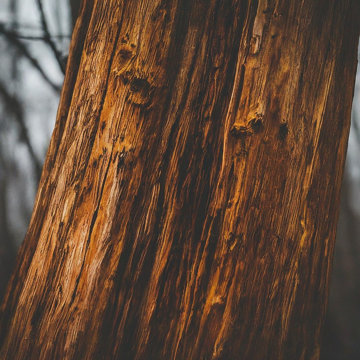 pbelyasnik's tweet photo. Been diving deep into the world of Rust lately! Loving its focus on memory safety and performance. What are your favorite things about Rust? #RustLang #SoftwareDevelopment https://t.co/5mvYpFCx3x