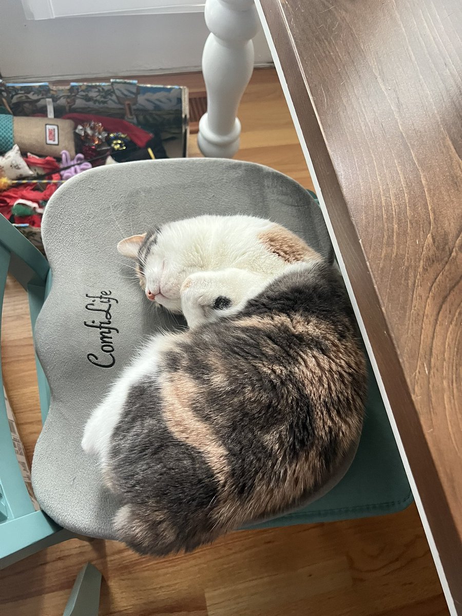 b_malumalopez's tweet photo. @smh2797 This is my Meredith! https://t.co/r43pTYZpcI
