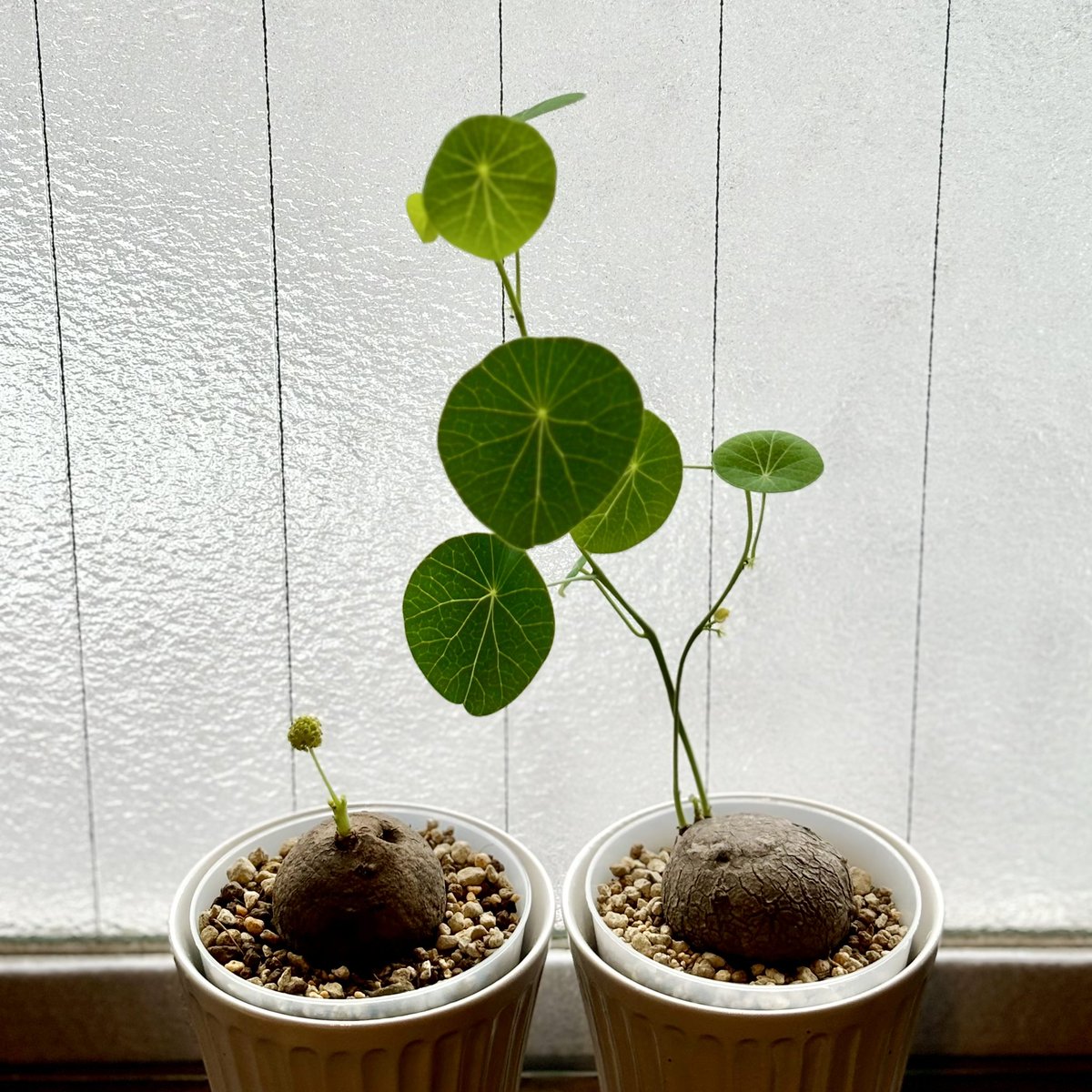 ステファニア - Search / X