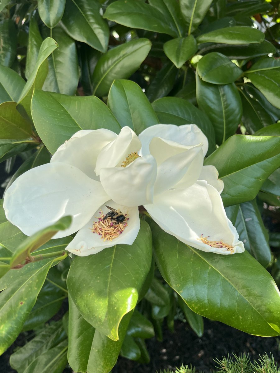 SiemerC's tweet photo. @TrustSteve19  bee pick from our tulip tree. Noticed you have been having  some of them as backgrounds on the weather reports. https://t.co/gudjNzkLhu