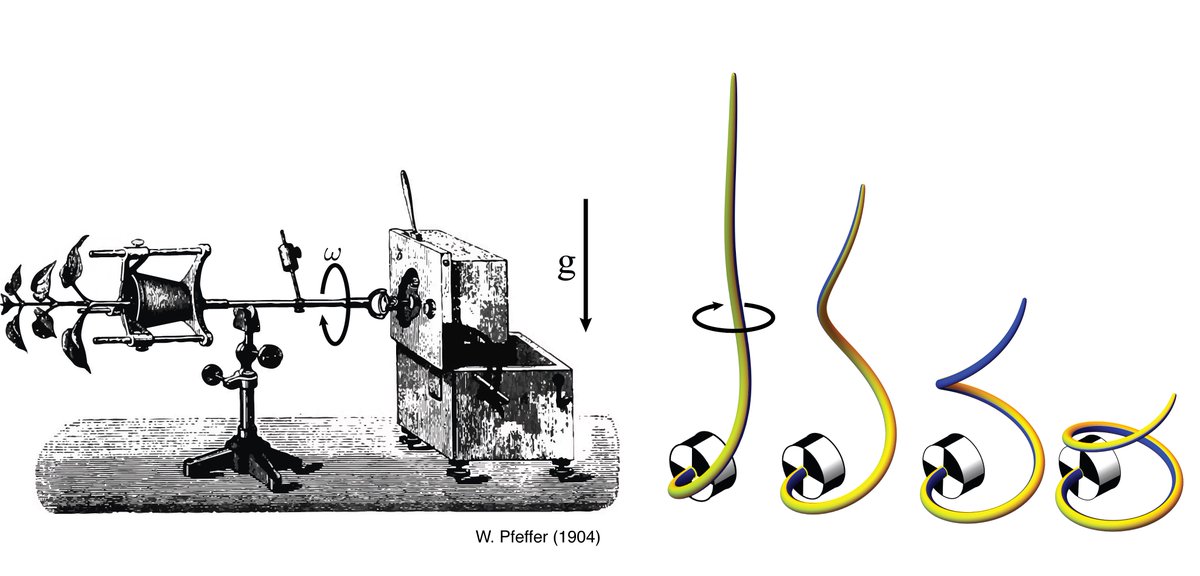 New in <a href="/PhysRevE/">Physical Review E</a>: Sachs education and the strange dynamics of plants in rotation🌱🌪️ 
With <a href="/AlainGoriely/">Alain Goriely</a>, <a href="/haharrington/">Heather Harrington</a>, and Derek Moulton.

Read the full study here: journals.aps.org/pre/abstract/1… #OpenAccess

A head-spinning thread 🧵👇