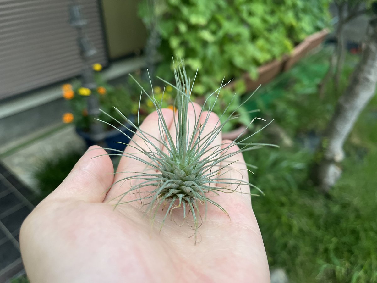 73KRayZu's tweet photo. 家に2年近くはいるであろう古株のダイソー産フックシー・グラシリス 🦔 新葉の展開と枯れ葉毟りを繰り返し、可愛いコンパクトサイズを保って成長しています😆 こう見えて結構重量があります‼️ 2024/7/14
#フックシーグラシリス #フックシー #fuchsiigracilis #fuchsii #tillandsia #airplants https://t.co/hqcEzm5x0M