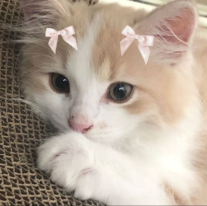୭🧷✧˚. ᵎᵎ 🎀 поиск мью ୭🧷✧˚. ᵎᵎ 🎀

кристина ~ 
♡: стэню много групп🩷 подробнее в каррде 👉🏻 kristinmoodz05.carrd.co 
☆: лакорны &amp; дорамы
ꕤ : щитпост🥹
𐙚 : фд важен🙏🏻!
🖇️: чекните мой акк и убедитесь, что вам будет комфортно💘

💌мью, рт плиз🤍