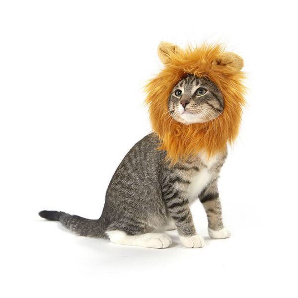 Today, all cats are lions
#EURO2024