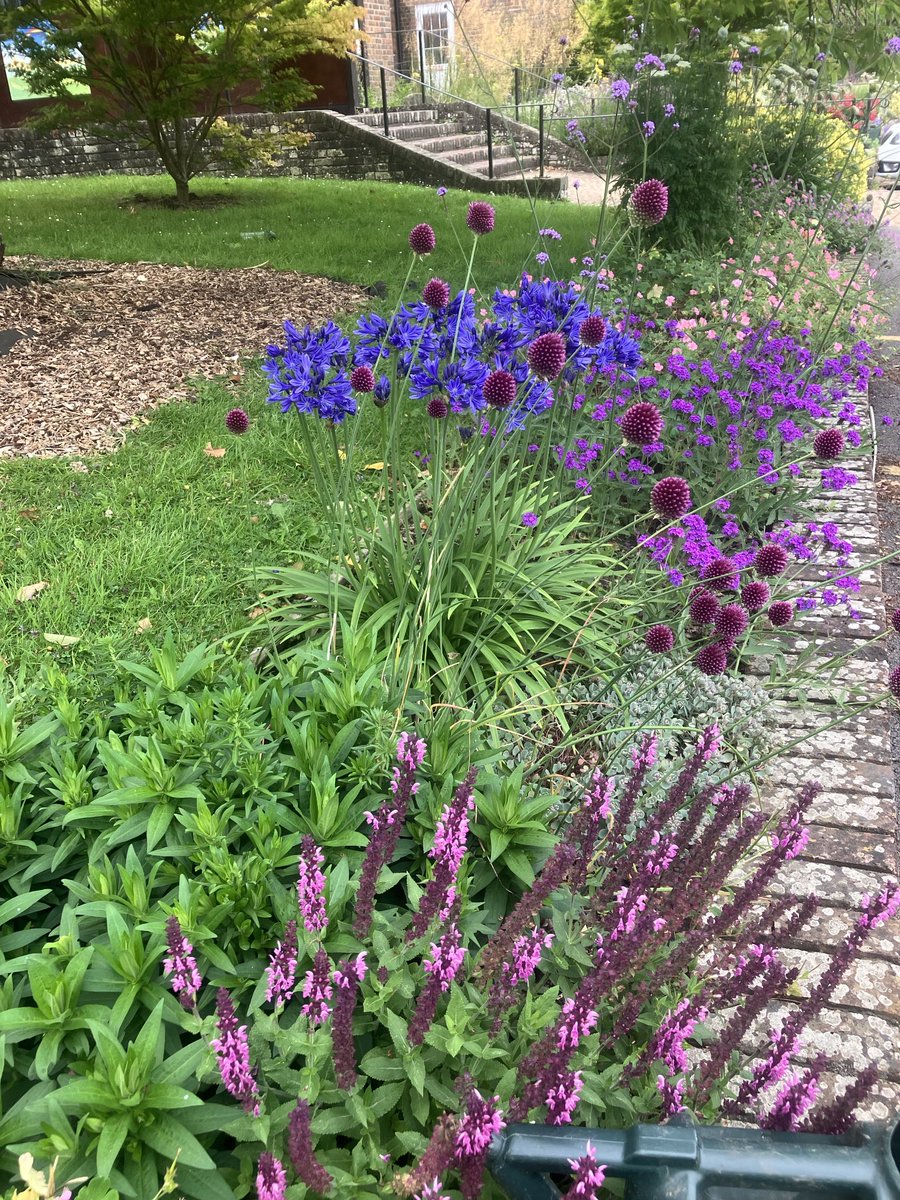 eva_gardener's tweet photo. Agapanthus ‘Pino’ and G. ‘Rozanne’ flowering really well. https://t.co/56k85uS3ua