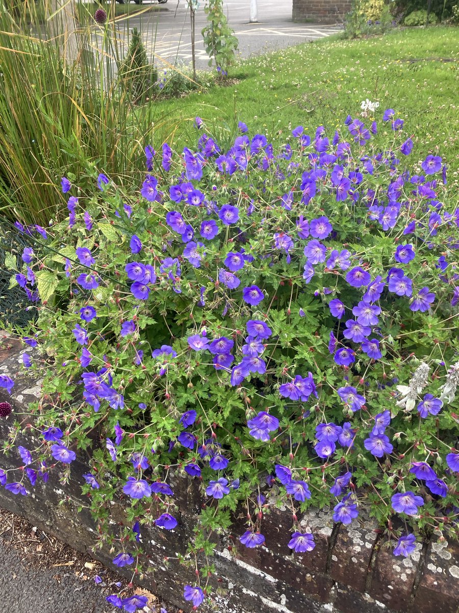 eva_gardener's tweet photo. Agapanthus ‘Pino’ and G. ‘Rozanne’ flowering really well. https://t.co/56k85uS3ua