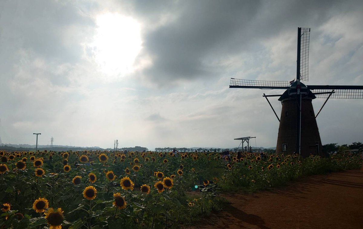 #ひまわり
#佐倉市
#いい景色