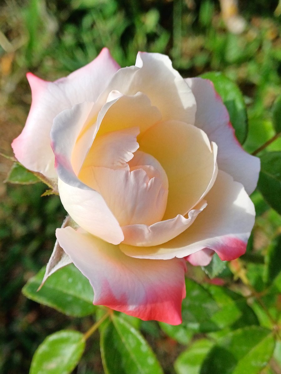 56audrey57's tweet photo. #FavoritePhotoOfTheWeek
#SundaySharing is a delicate white pink rose.🩷🤍 https://t.co/d0tvpSQaKI
