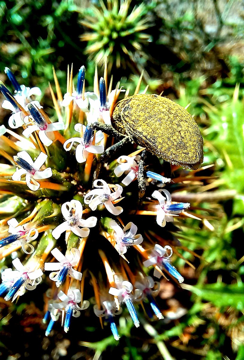 GM GM😍🌱❤
Have great day my #NFTfamily 
i love photography😍📸🪲