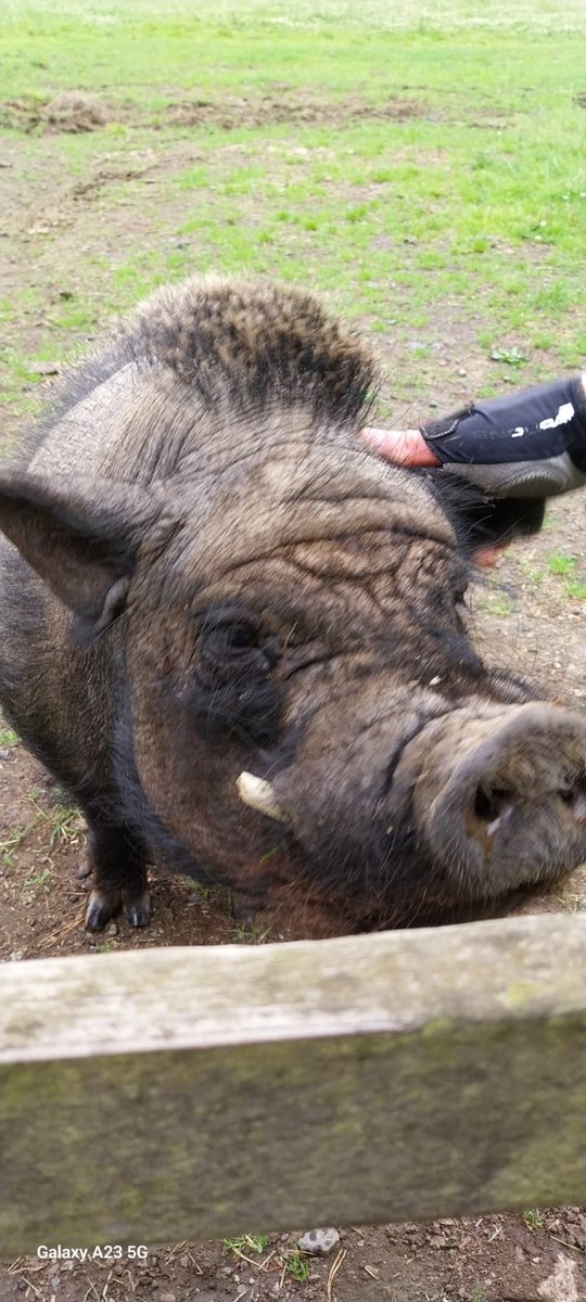 WetherbyVelo's tweet photo. This week's Saturday Social ride featured a visit to see Cyril, the Harewood Vietnamese Potbellied Pig 🐗.
Cyril came trotting round the corner when called, much to the delight of @AndyKeay https://t.co/nuQA6wt4lV https://t.co/YMJtBYCxd0