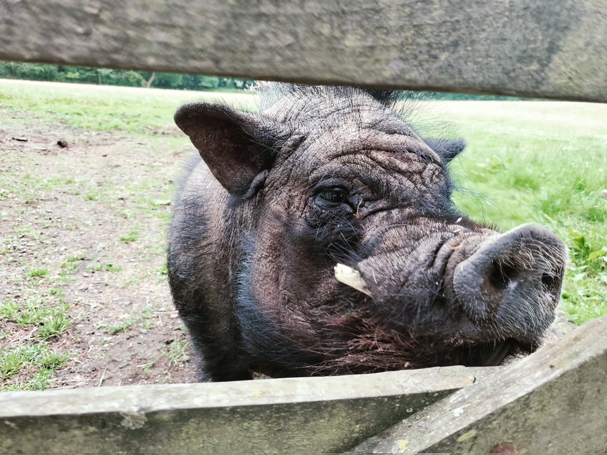 WetherbyVelo's tweet photo. This week's Saturday Social ride featured a visit to see Cyril, the Harewood Vietnamese Potbellied Pig 🐗.
Cyril came trotting round the corner when called, much to the delight of @AndyKeay https://t.co/nuQA6wt4lV https://t.co/YMJtBYCxd0