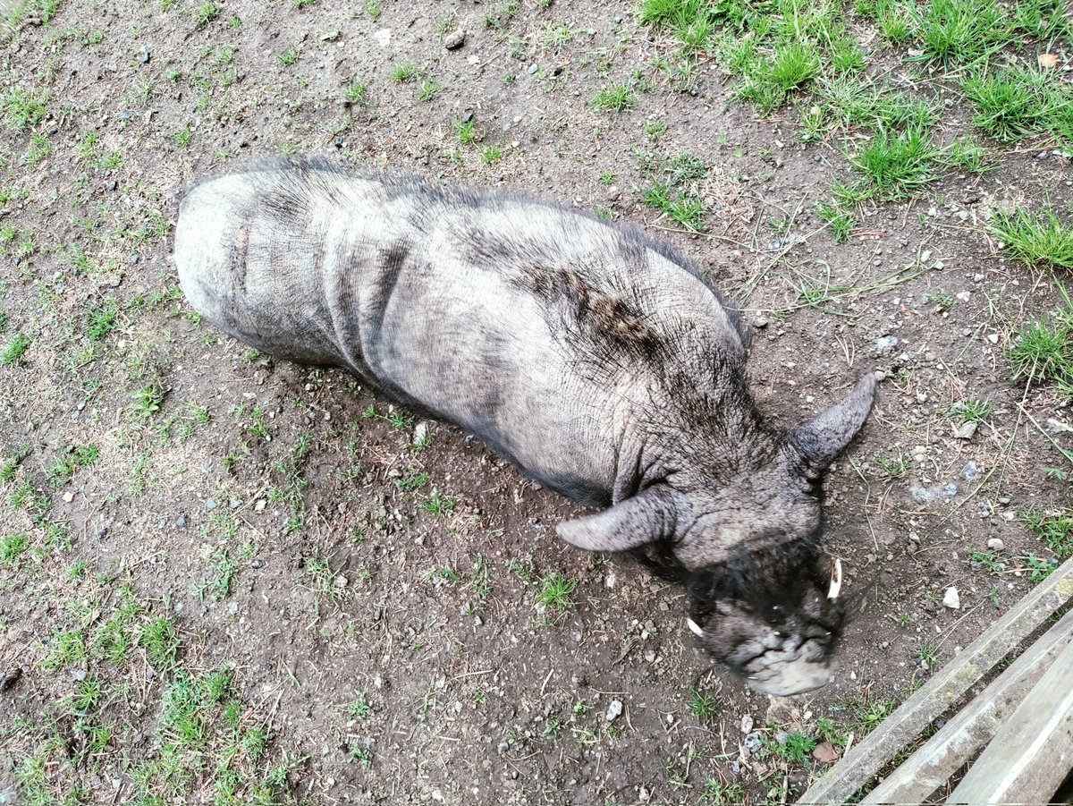 WetherbyVelo's tweet photo. This week's Saturday Social ride featured a visit to see Cyril, the Harewood Vietnamese Potbellied Pig 🐗.
Cyril came trotting round the corner when called, much to the delight of @AndyKeay https://t.co/nuQA6wt4lV https://t.co/YMJtBYCxd0