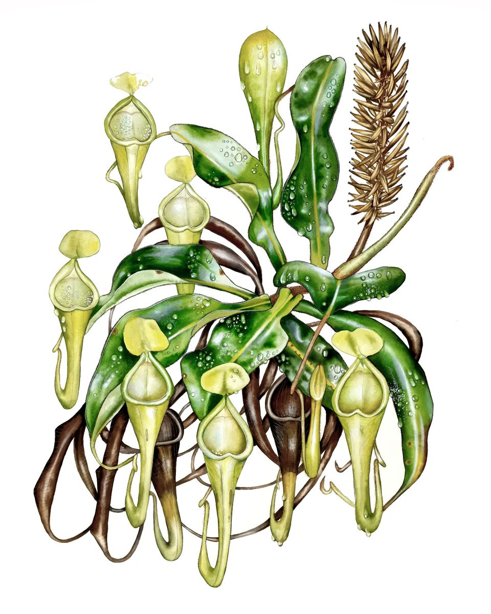 Chris Thorogood tweet media