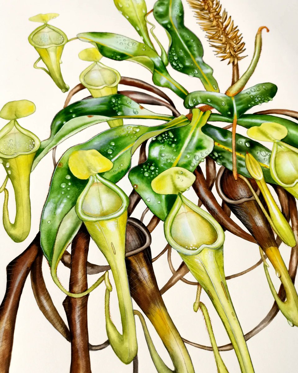 A watercolour painting of a pitcher plant (Nepenthes chaniana) I've just completed. I always include the dead and dying leaves because, as every natural history illustrator knows, nothing brings life to the page like death. A lot of love went into this one - hope you like it x