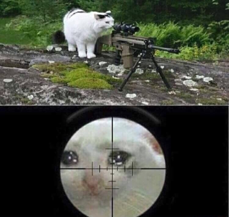 CatBonk tweet media