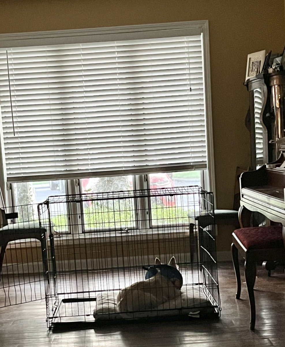 rozcar28's tweet photo. Yesterday Bertie decided to view the world from the safety of his crate. #Dogs #Scottishterrier #ScaryWorld https://t.co/GvalP0nlo5
