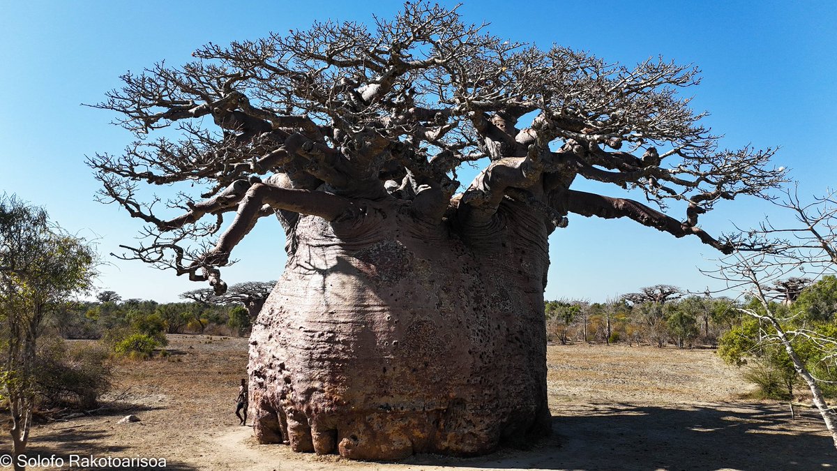RseSolofo's tweet photo. Today visiting dry forest in SW site of our partner at #Mangoky_Ihotry and take the opportunity to see this amazing #Adansonia grandidieri the one of the biggest #baobab I ever seen so far https://t.co/5MFoiWqMAk
