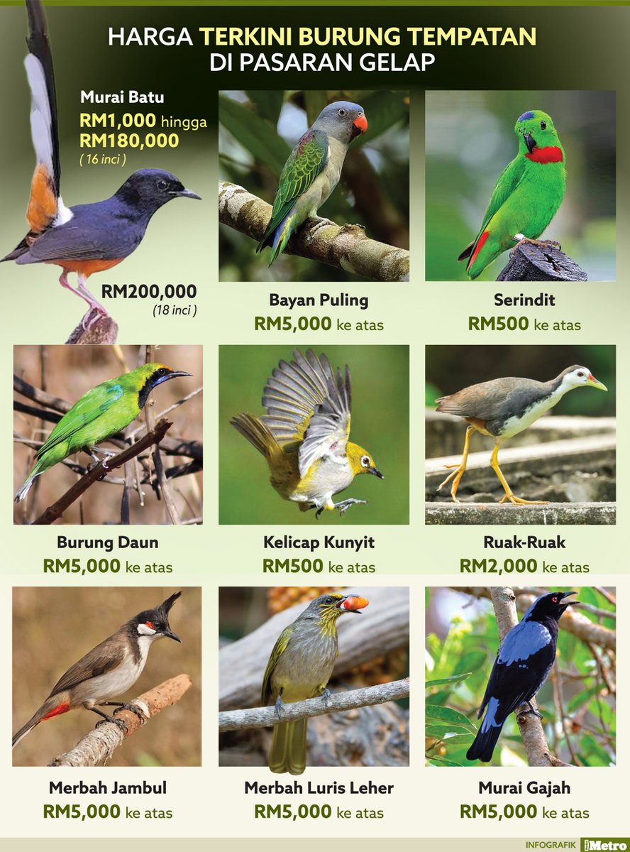 hmetromy's tweet photo. #infografik Harga terkini burung tempatan di pasaran gelap https://t.co/QsRsR6diOk