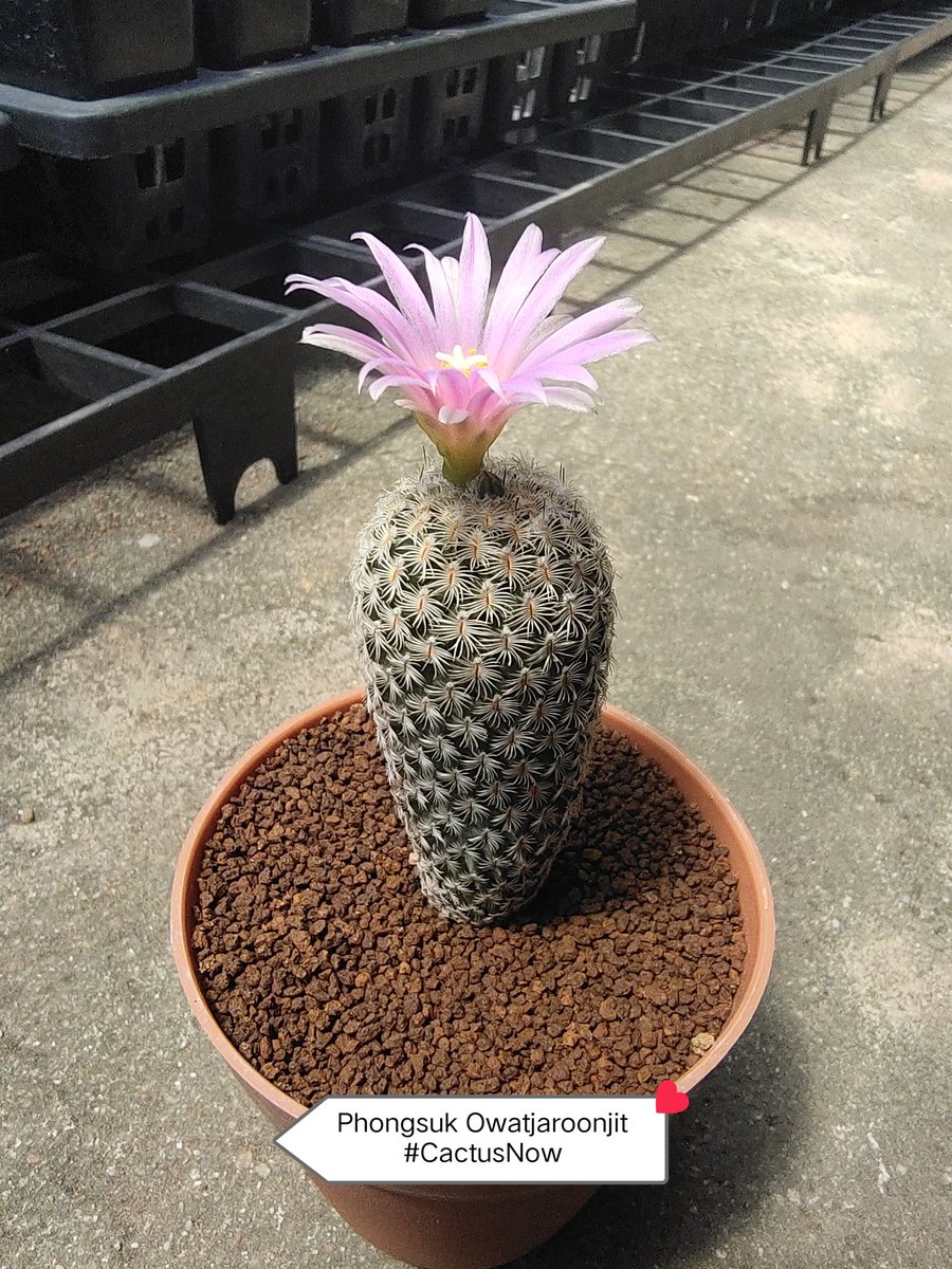 manow224's tweet photo. Hello Sunday 🌞
#Cactus #CactusNow #Turbinicarpus https://t.co/5IIOE8GVGR