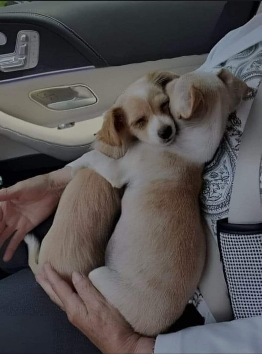 Last week Husband and me went to the shelter for adopt a baby. we saw these baby puppies that had saved by rescuers. that had lost their mother in an accident.😥
We chose a baby girl for adoption. But we noticd that both of them did not want to be separated from each other. they
